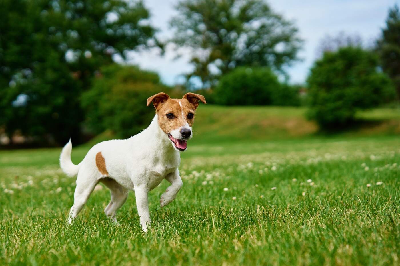 Hund auf grüner Wiese